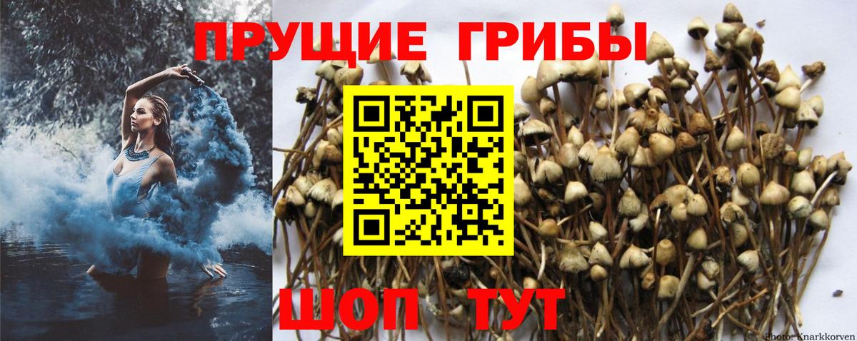 Псилоцибиновые грибы Psilocybine cubensis  Псилоцибиновые грибы мухоморы  Калининград  Вход с VPN 